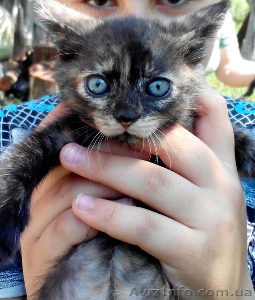 милые котята хотят попасть в хорошие руки - <ro>Изображение</ro><ru>Изображение</ru> #2, <ru>Объявление</ru> #1108532