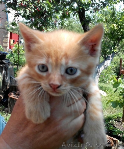 милые котята хотят попасть в хорошие руки - <ro>Изображение</ro><ru>Изображение</ru> #3, <ru>Объявление</ru> #1108532