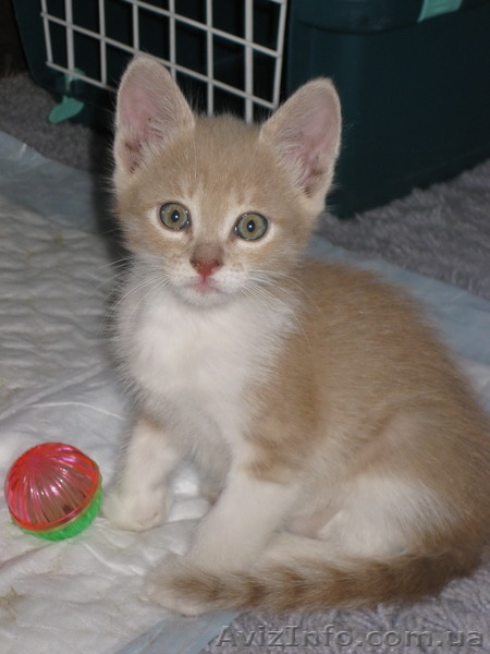 Мальчик Персик в хорошие руки!  - <ro>Изображение</ro><ru>Изображение</ru> #1, <ru>Объявление</ru> #1106595