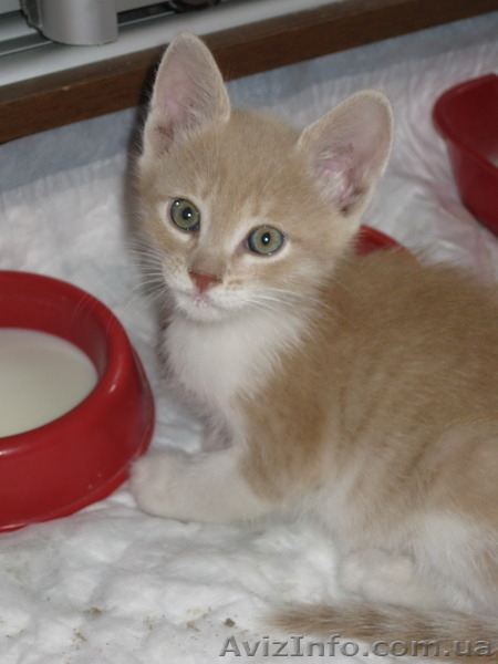 Мальчик Персик в хорошие руки!  - <ro>Изображение</ro><ru>Изображение</ru> #5, <ru>Объявление</ru> #1106595