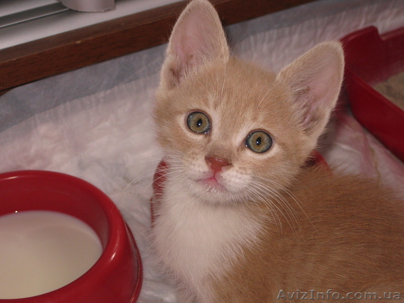 Три рыжих мальчика ищут дом!!!  - <ro>Изображение</ro><ru>Изображение</ru> #3, <ru>Объявление</ru> #1106512