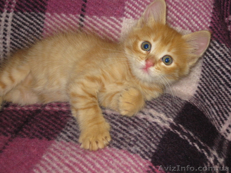 Три рыжих мальчика ищут дом!!!  - <ro>Изображение</ro><ru>Изображение</ru> #2, <ru>Объявление</ru> #1106512