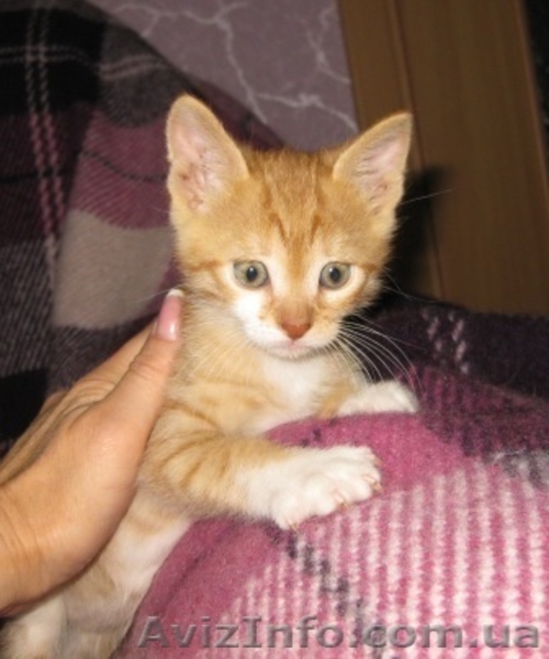 Три рыжих мальчика ищут дом!!!  - <ro>Изображение</ro><ru>Изображение</ru> #8, <ru>Объявление</ru> #1106512