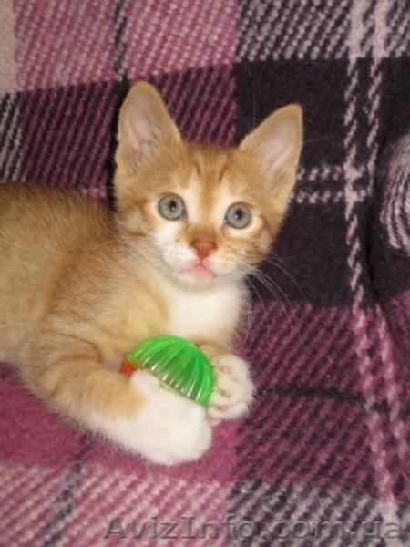 Три рыжих мальчика ищут дом!!!  - <ro>Изображение</ro><ru>Изображение</ru> #7, <ru>Объявление</ru> #1106512