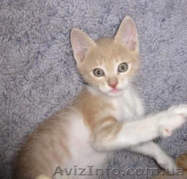 Мальчик Персик в хорошие руки!  - <ro>Изображение</ro><ru>Изображение</ru> #6, <ru>Объявление</ru> #1106595