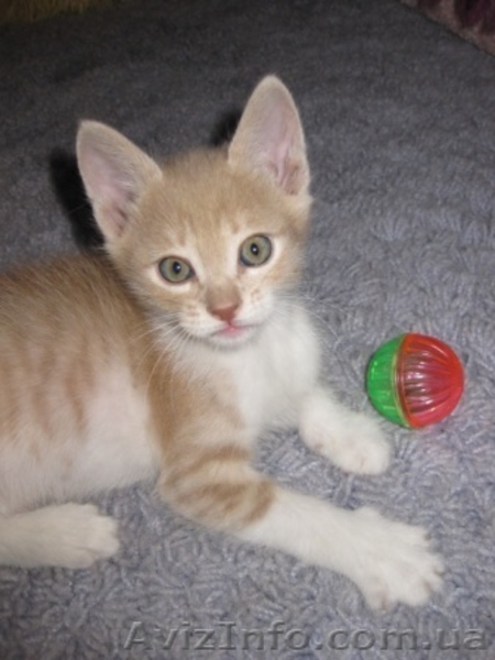 Три рыжих мальчика ищут дом!!!  - <ro>Изображение</ro><ru>Изображение</ru> #5, <ru>Объявление</ru> #1106512