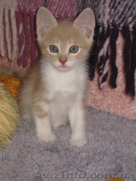 Три рыжих мальчика ищут дом!!!  - <ro>Изображение</ro><ru>Изображение</ru> #4, <ru>Объявление</ru> #1106512