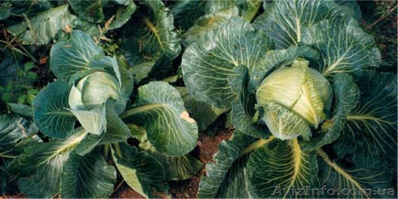 Жидкое удобрение Гумат FOCUS NPK+Na - <ro>Изображение</ro><ru>Изображение</ru> #2, <ru>Объявление</ru> #1114261