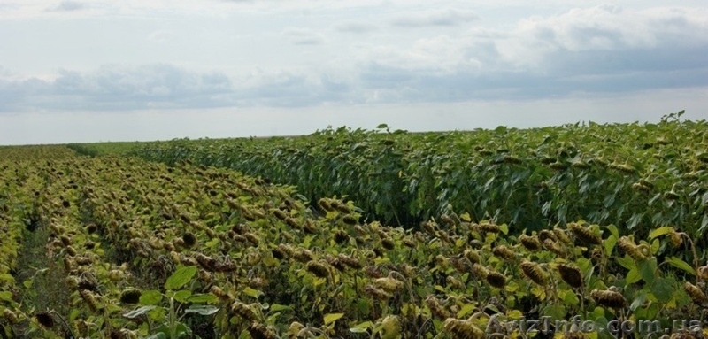 Жидкое удобрение Гумат FOCUS NPK+Na - <ro>Изображение</ro><ru>Изображение</ru> #3, <ru>Объявление</ru> #1114261