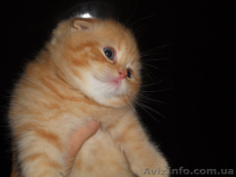 Продажа маленьких комочков счастья - <ro>Изображение</ro><ru>Изображение</ru> #3, <ru>Объявление</ru> #1117967