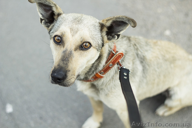 Прелестная собачка ищет дом! - <ro>Изображение</ro><ru>Изображение</ru> #1, <ru>Объявление</ru> #1115952