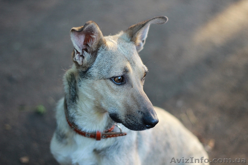 Прелестная собачка ищет дом! - <ro>Изображение</ro><ru>Изображение</ru> #2, <ru>Объявление</ru> #1115952