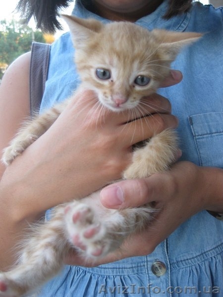 Отдам в добрые руки милых котят - <ro>Изображение</ro><ru>Изображение</ru> #1, <ru>Объявление</ru> #1135038