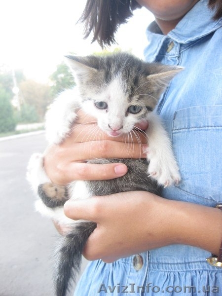 Отдам в добрые руки милых котят - <ro>Изображение</ro><ru>Изображение</ru> #2, <ru>Объявление</ru> #1135038