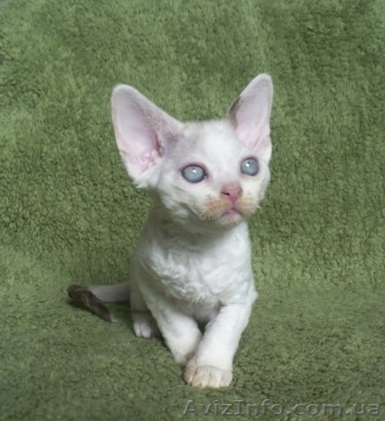 Кудрявые котята девон - рекс - <ro>Изображение</ro><ru>Изображение</ru> #3, <ru>Объявление</ru> #1142480