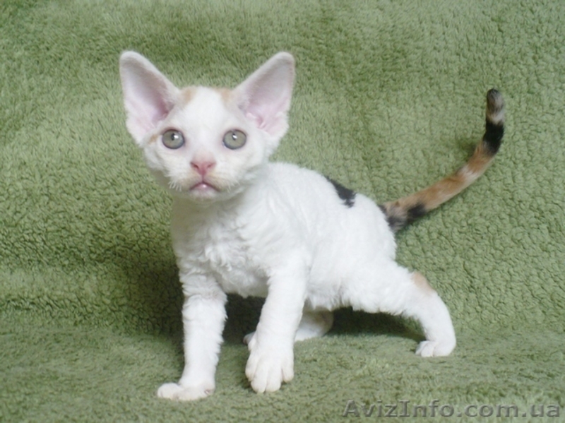 Кудрявые котята девон - рекс - <ro>Изображение</ro><ru>Изображение</ru> #2, <ru>Объявление</ru> #1142480