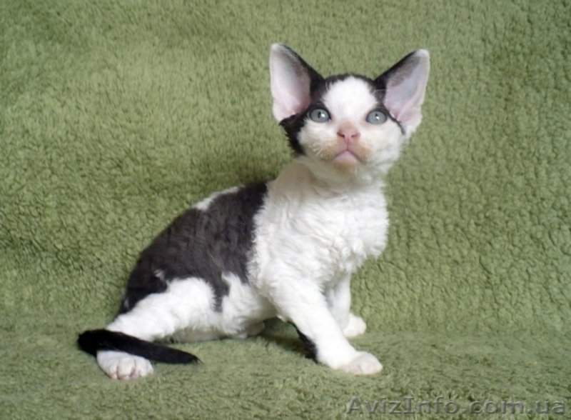 Кудрявые котята девон - рекс - <ro>Изображение</ro><ru>Изображение</ru> #5, <ru>Объявление</ru> #1142480