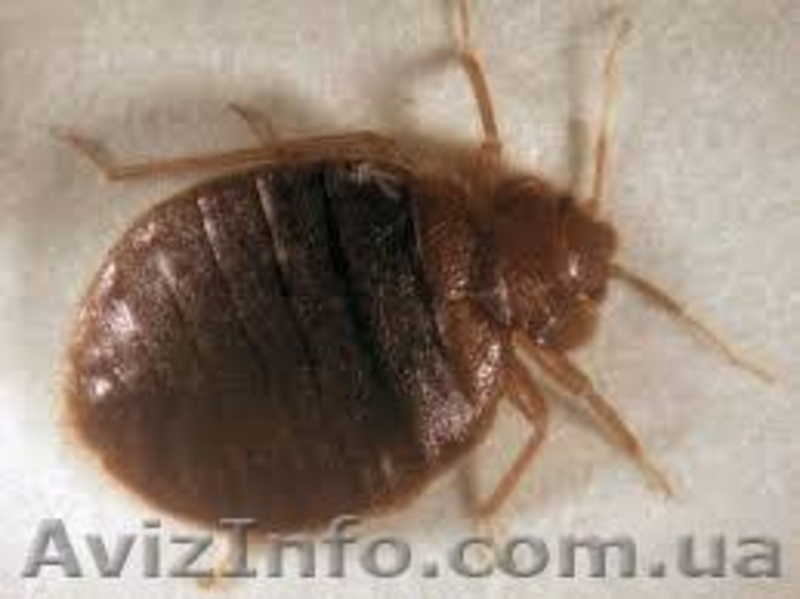 Дезинсекция, дератизация, дезинфекция - <ro>Изображение</ro><ru>Изображение</ru> #1, <ru>Объявление</ru> #1181248