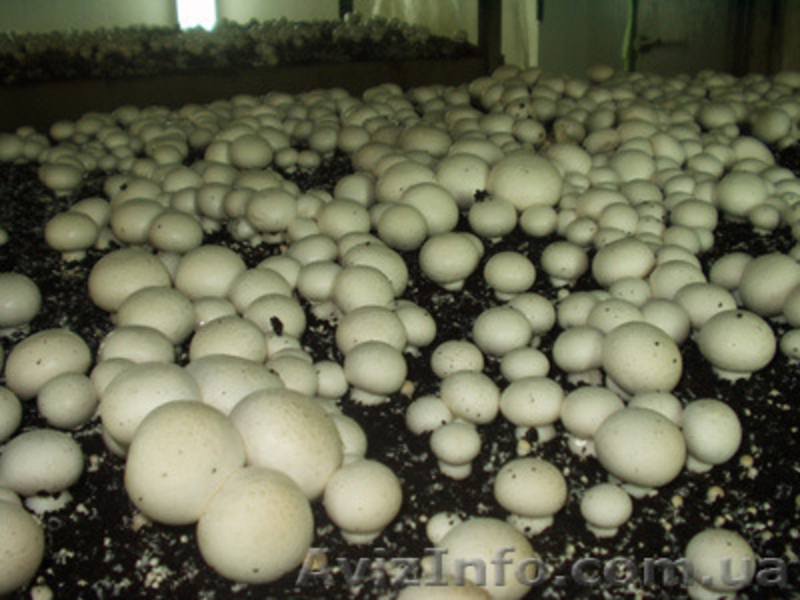 Купити продаж міцелій печериці, гливи, шиітаке, опенька - <ro>Изображение</ro><ru>Изображение</ru> #2, <ru>Объявление</ru> #1188823