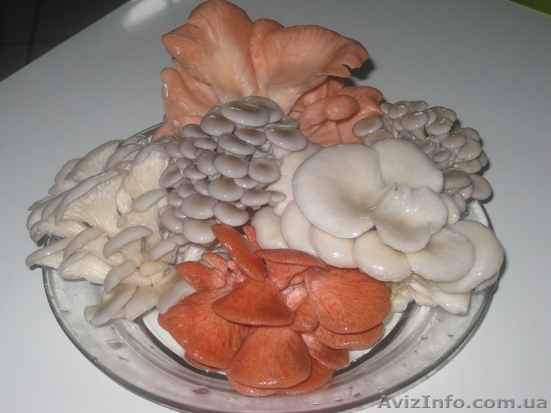 Міцелій печериці, гливи, шиітаке, опенька - <ro>Изображение</ro><ru>Изображение</ru> #3, <ru>Объявление</ru> #1188825