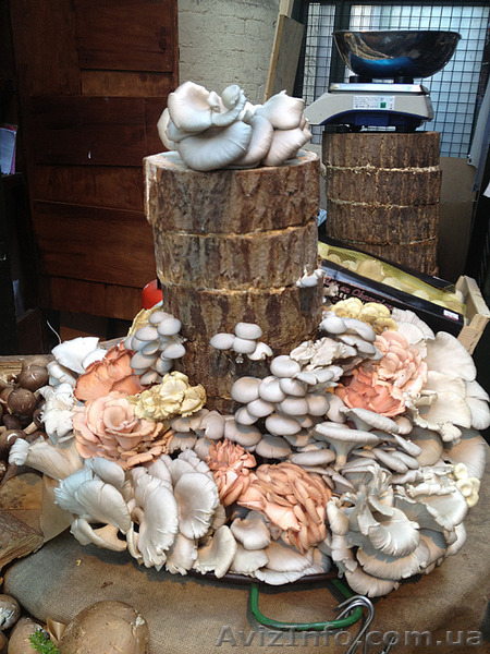 Купити продаж міцелій печериці, гливи, шиітаке, опенька - <ro>Изображение</ro><ru>Изображение</ru> #4, <ru>Объявление</ru> #1188823