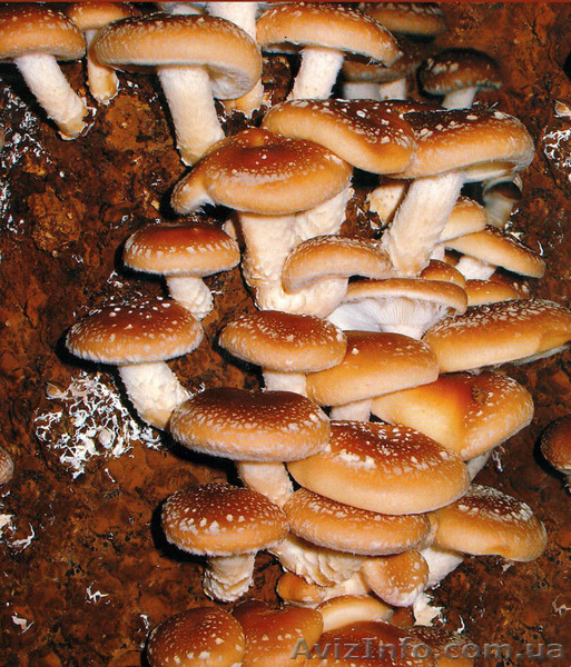 Міцелій печериці, гливи, шиітаке, опенька - <ro>Изображение</ro><ru>Изображение</ru> #5, <ru>Объявление</ru> #1188825