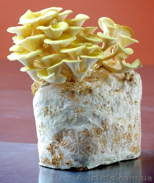 Купити продаж міцелій печериці, гливи, шиітаке, опенька - <ro>Изображение</ro><ru>Изображение</ru> #6, <ru>Объявление</ru> #1188823