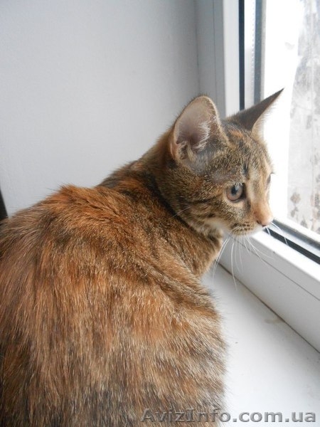 Лапочка Алиса - возраст 4 месяца, желает встретить хороших хозяев. - <ro>Изображение</ro><ru>Изображение</ru> #2, <ru>Объявление</ru> #1219745