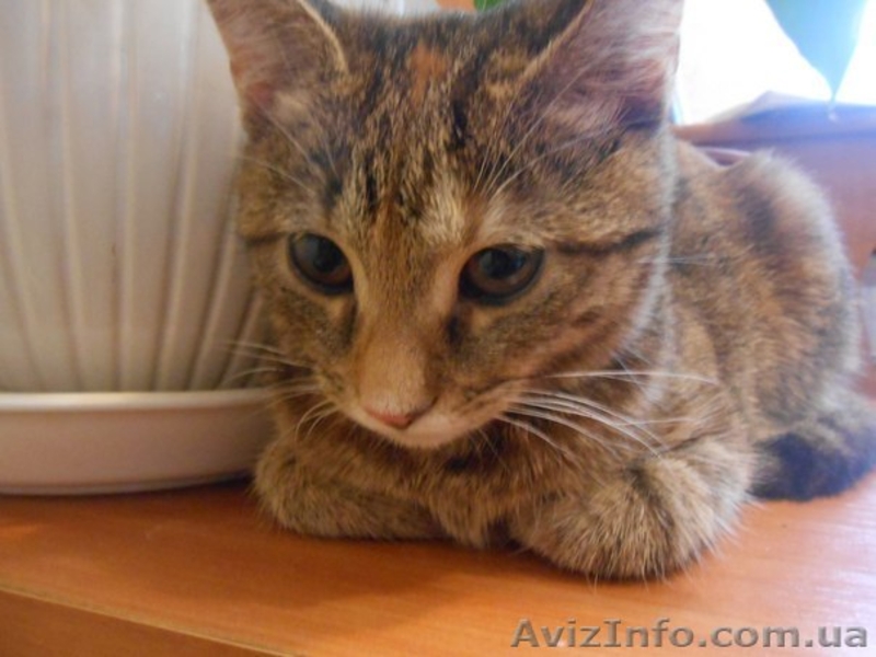 Лапочка Алиса - возраст 4 месяца, желает встретить хороших хозяев. - <ro>Изображение</ro><ru>Изображение</ru> #4, <ru>Объявление</ru> #1219745