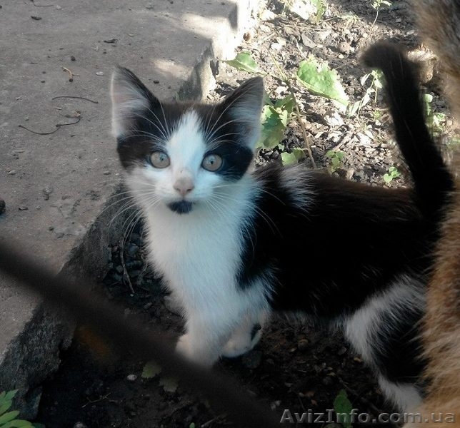 Чудове кошеня в хороші руки (котята, котенок) - <ro>Изображение</ro><ru>Изображение</ru> #5, <ru>Объявление</ru> #1288432