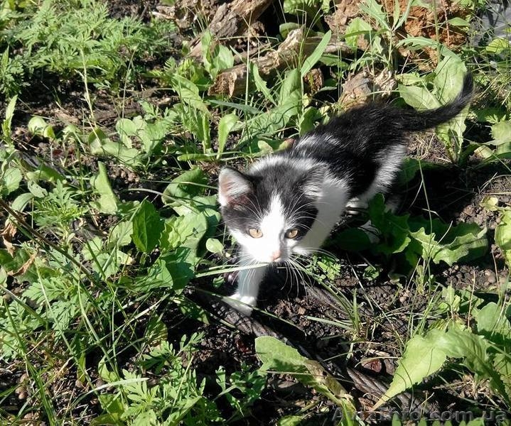 Чудове кошеня в хороші руки (котята, котенок) - <ro>Изображение</ro><ru>Изображение</ru> #4, <ru>Объявление</ru> #1288432