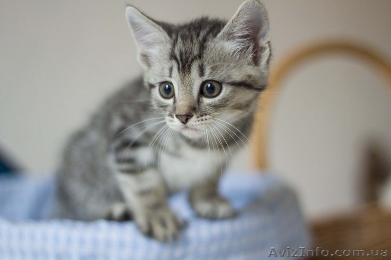 Замечательные малыши ждут своих любящих хозяев. - <ro>Изображение</ro><ru>Изображение</ru> #8, <ru>Объявление</ru> #1284460