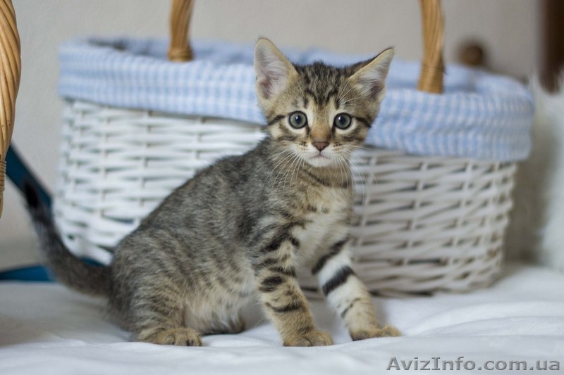 Замечательные малыши ждут своих любящих хозяев. - <ro>Изображение</ro><ru>Изображение</ru> #7, <ru>Объявление</ru> #1284460