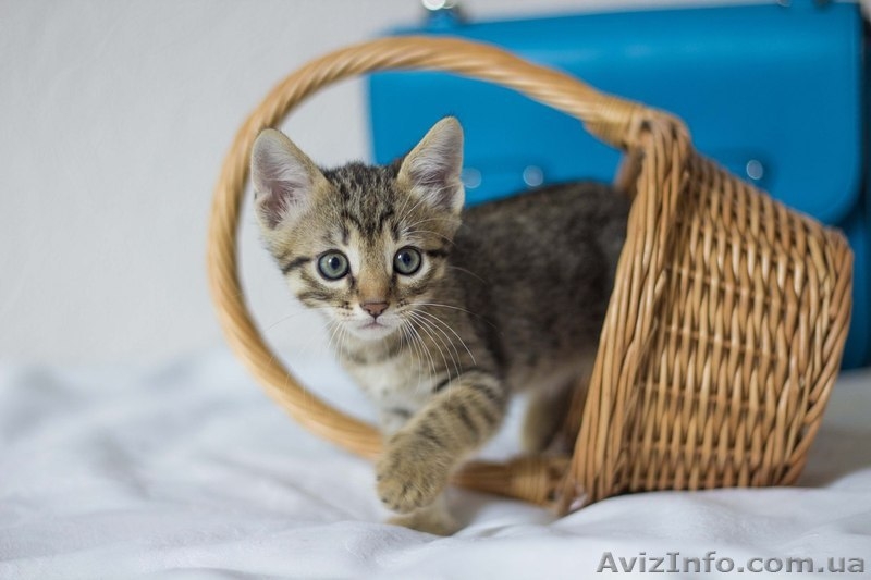 Замечательные малыши ждут своих любящих хозяев. - <ro>Изображение</ro><ru>Изображение</ru> #6, <ru>Объявление</ru> #1284460