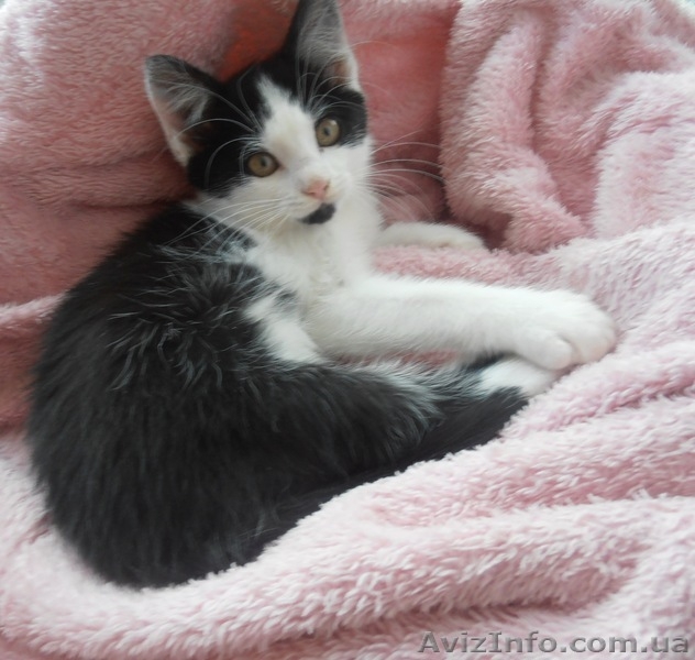 Чудове кошеня в хороші руки (котята, котенок) - <ro>Изображение</ro><ru>Изображение</ru> #1, <ru>Объявление</ru> #1288432