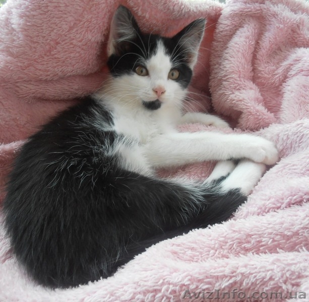Чудове кошеня в хороші руки (котята, котенок) - <ro>Изображение</ro><ru>Изображение</ru> #2, <ru>Объявление</ru> #1288432