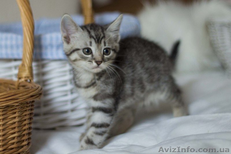 Замечательные малыши ждут своих любящих хозяев. - <ro>Изображение</ro><ru>Изображение</ru> #9, <ru>Объявление</ru> #1284460