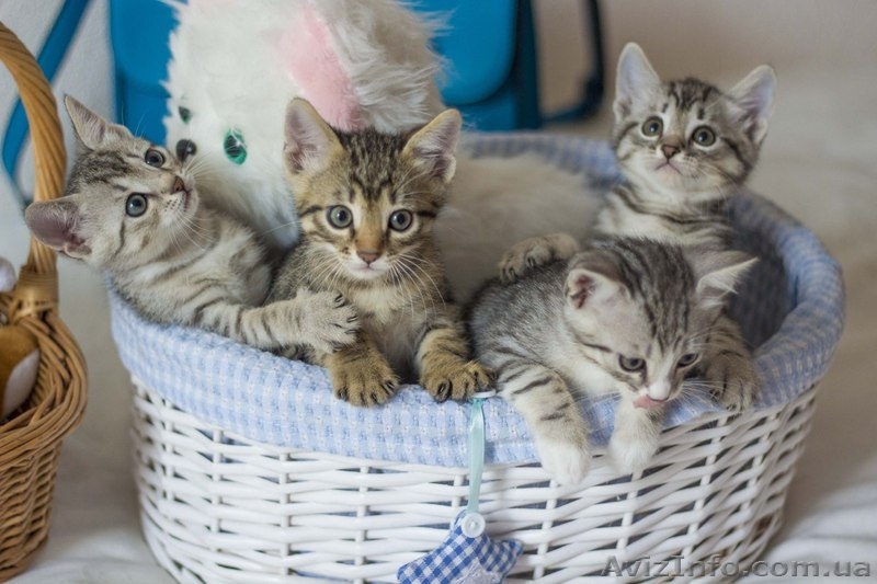 Замечательные малыши ждут своих любящих хозяев. - <ro>Изображение</ro><ru>Изображение</ru> #1, <ru>Объявление</ru> #1284460