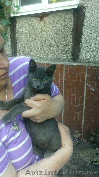 Бесплатно в добрые руки!!! - <ro>Изображение</ro><ru>Изображение</ru> #1, <ru>Объявление</ru> #1298903