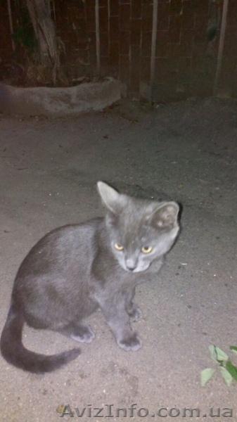 Бесплатно в добрые руки!!! - <ro>Изображение</ro><ru>Изображение</ru> #2, <ru>Объявление</ru> #1298903