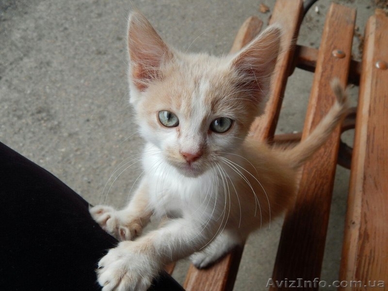 Котенок Кирен ищет дом! - <ro>Изображение</ro><ru>Изображение</ru> #1, <ru>Объявление</ru> #1318184