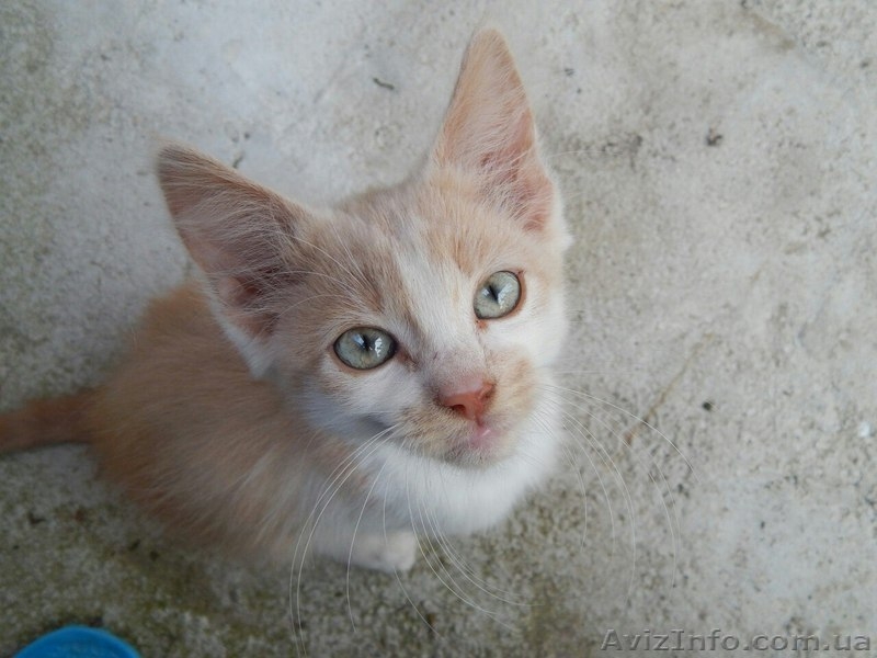 Котенок Кирен ищет дом! - <ro>Изображение</ro><ru>Изображение</ru> #2, <ru>Объявление</ru> #1318184
