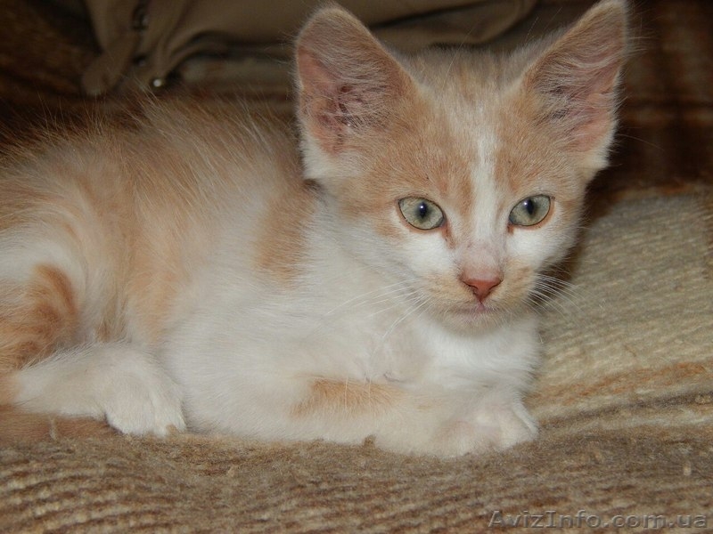 Котенок Кирен ищет дом! - <ro>Изображение</ro><ru>Изображение</ru> #4, <ru>Объявление</ru> #1318184