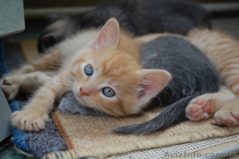 Отдадим солнечных котят - <ro>Изображение</ro><ru>Изображение</ru> #1, <ru>Объявление</ru> #1316251