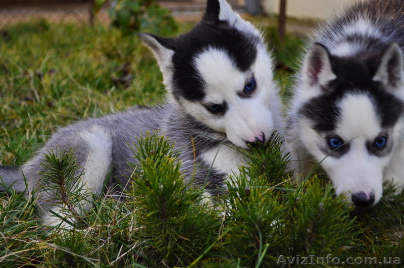 Сибирский хаски с докумиентами КСУ. - <ro>Изображение</ro><ru>Изображение</ru> #4, <ru>Объявление</ru> #816864