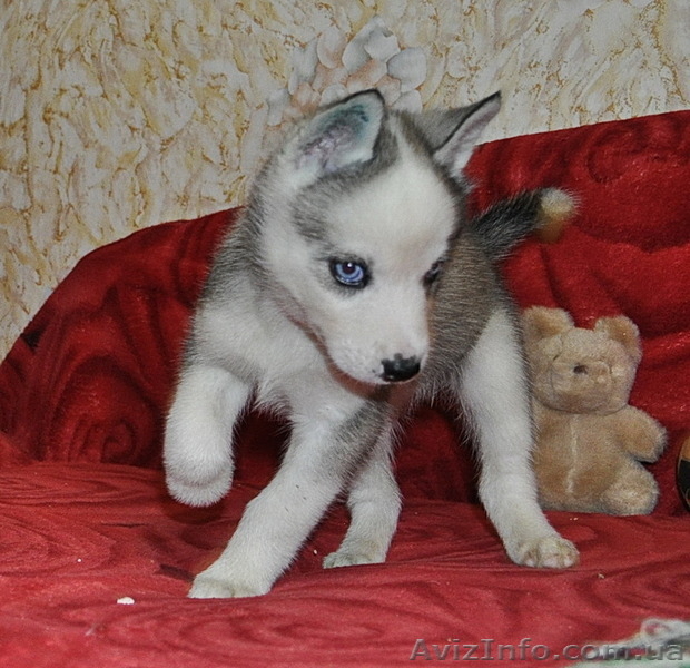 Сибирский хаски с докумиентами КСУ. - <ro>Изображение</ro><ru>Изображение</ru> #1, <ru>Объявление</ru> #816864