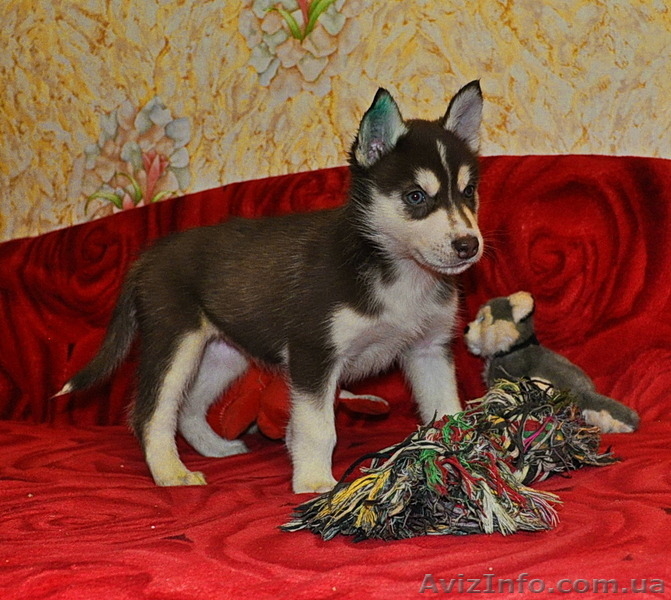 Сибирский хаски с докумиентами КСУ. - <ro>Изображение</ro><ru>Изображение</ru> #8, <ru>Объявление</ru> #816864