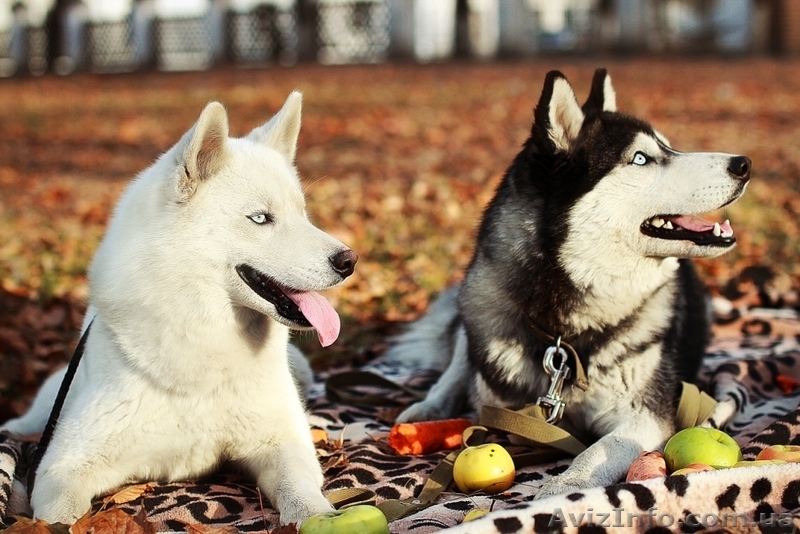 Питомник Сибирских Хаски "ARCTIC DOGS UA" предлагает щенков - <ro>Изображение</ro><ru>Изображение</ru> #2, <ru>Объявление</ru> #1329583