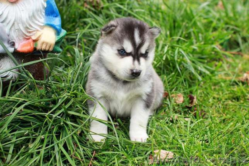 Питомник Сибирских Хаски "ARCTIC DOGS UA" предлагает щенков - <ro>Изображение</ro><ru>Изображение</ru> #3, <ru>Объявление</ru> #1329583