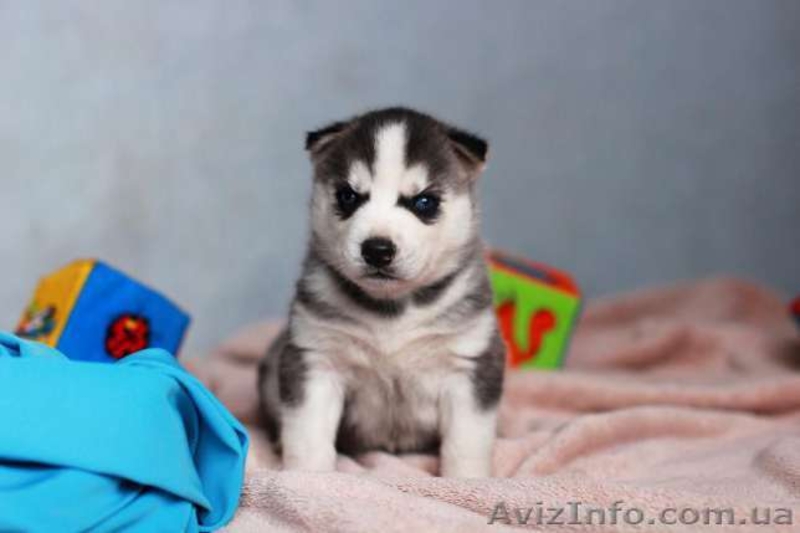 Питомник Сибирских Хаски "ARCTIC DOGS UA" предлагает щенков - <ro>Изображение</ro><ru>Изображение</ru> #4, <ru>Объявление</ru> #1329583